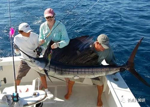 哪种鱼游泳速度最快，哪种鱼游泳速度最快视频（旗鱼速度109千米/小时）