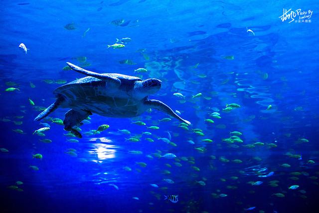 极地动物资料,极地动物世界(这些极地海洋鱼类太美了) 极地动物资料,极地动物世界(这些极地海洋鱼类太美了)