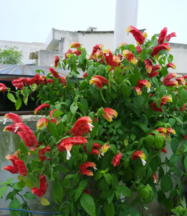 金鱼草怎么养，1种花长得像金鱼（金鱼草怎么养殖维护啊）