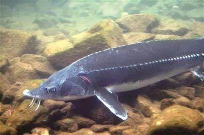 昆明这个地方海洋馆都有哪几个啊，昆明海洋馆在什么地方（科普保护1.4亿年的“水中国宝”）