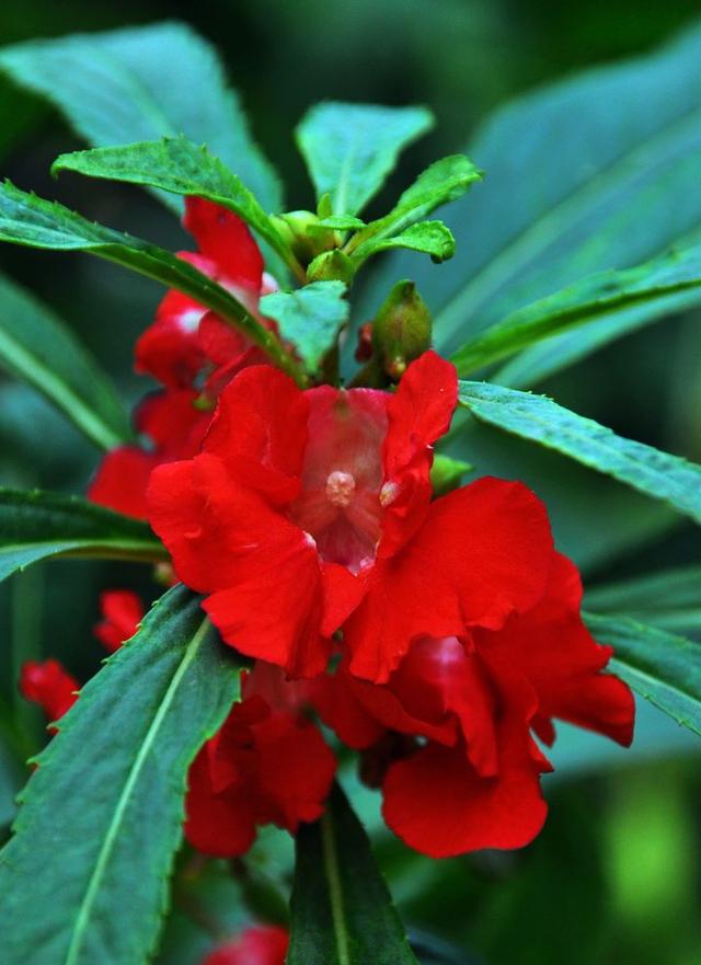 什么是茶蘼花，什么是荼蘼花（六月，梦一场荼蘼花事）