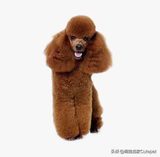 巨贵犬哪个颜色贵，养巨贵一个月的开销（真的是温柔的大型泰迪熊吗）