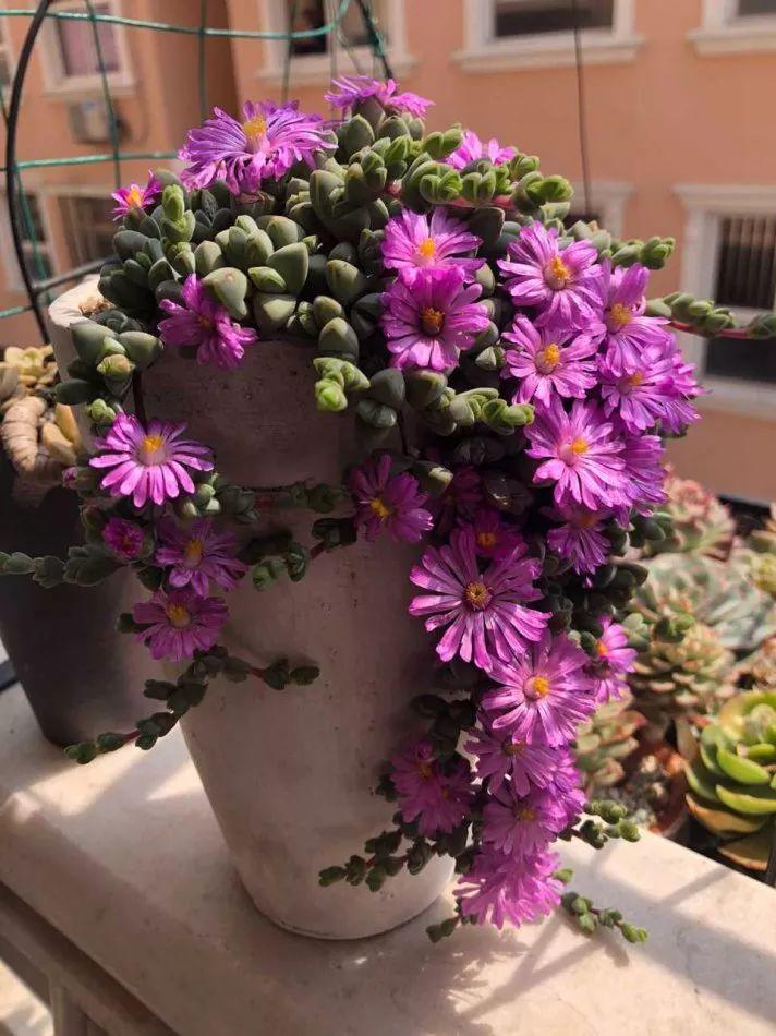 各种多肉老桩(多肉老桩造型图片) - 农业 - 爱宁信息网