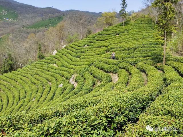 毛尖是哪里产的，都匀毛尖是哪里产的（信阳毛尖发展史和地理环境）