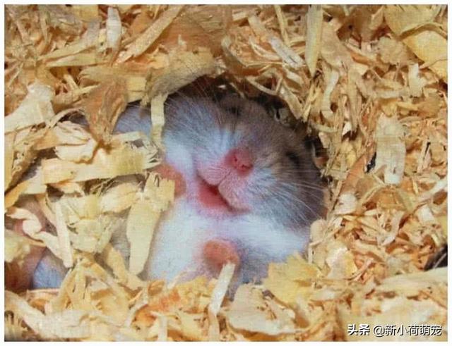 买仓鼠买几只好，买仓鼠要买多大的（我是不是拆散了一对夫妻）