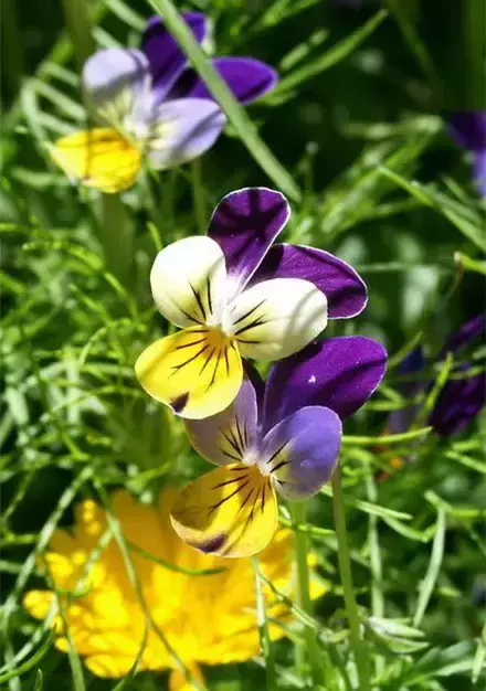 各种花开放的时间（100种常见花的花开时间附图）
