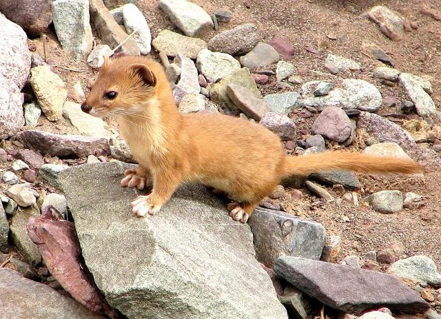 貂和黄鼠狼的区别，雪貂和黄鼠狼的区别（生物相册：黄鼠狼）