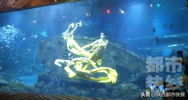 西安幻太奇海洋馆介绍，西安幻太奇海洋馆在哪（“卡通人物”来到海底世界）