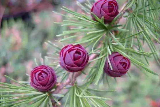 松树是什么样子的，松树长什么样子图片（科普答疑：松树会开花吗）