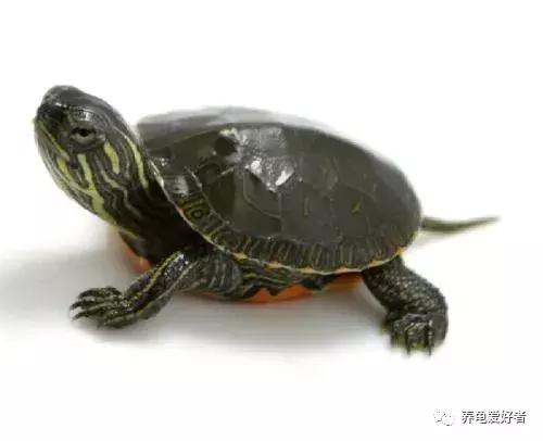 西非侧颈龟怎么养,西非侧颈龟怎么养成浅色(看完之后会想要一只吗) 西非侧颈龟怎么养,西非侧颈龟怎么养成浅色(看完之后会想要一只吗)