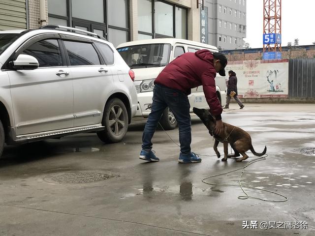马犬怎么训练听话,马犬如何训练(铲屎官自己训练马犬、不花钱还管用) 马犬怎么训练听话,马犬如何训练(铲屎官自己训练马犬、不花钱还管用)