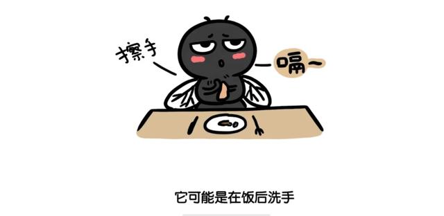 苍蝇为什么老是搓手搓脚,苍蝇为什么搓手(苍蝇不停搓手搓脚的原因)