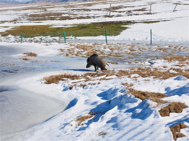 野猪会游泳吗，野生动物都会游泳吗（各地出现野猪渡江）