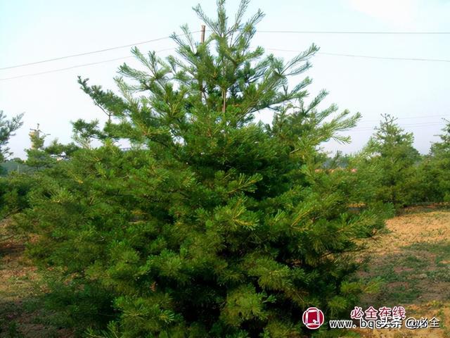 白皮松白皮松价格，白皮松3米多钱一棵（这类苗木大有行情）