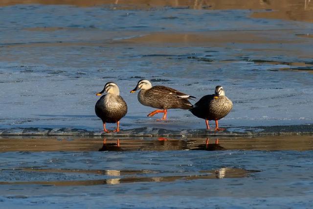 野鸭的种类有哪些，野鸭子有哪几种（TA就是野鸭中最靓的仔）