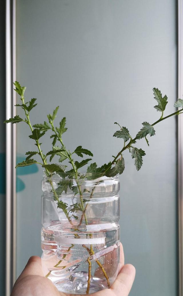 扦插的原理和特点有哪些，扦插的基本原理（教你两招扦插方法）