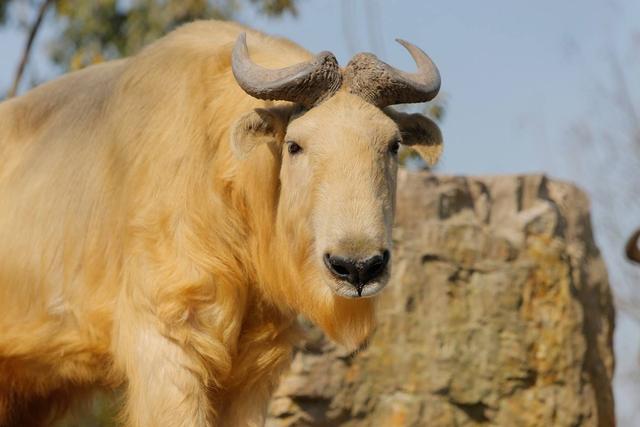 什么动物最容易摔跤，什么动物最容易摔跤的（碗口粗的树都能将其撞断）