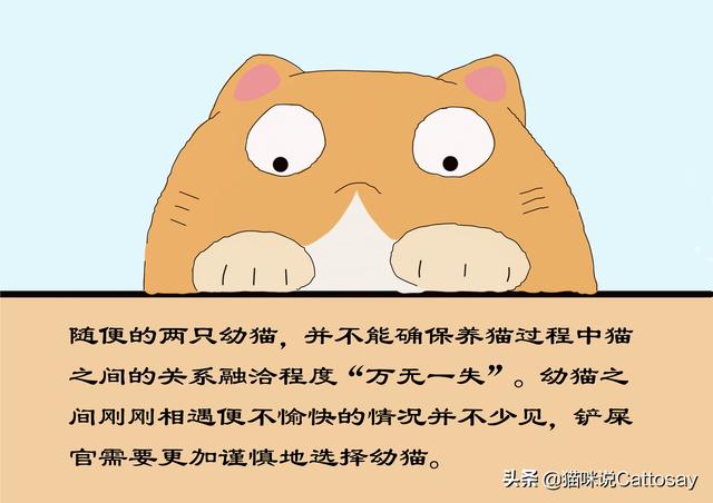 家里养了两只猫，总是打架怎么办（同时养2只幼猫的利弊）