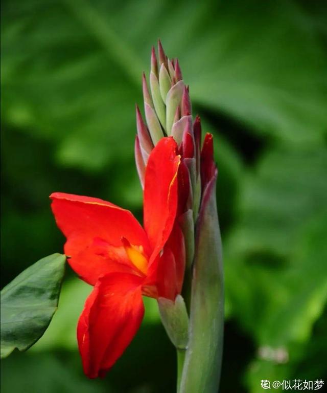 紫薇花什么季节开花，紫薇什么时候开花（温度高也不休眠）