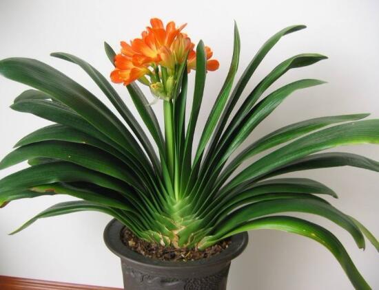 君子兰为什么不能送人，送人君子兰的寓意（送人君子兰的寓意是什么）