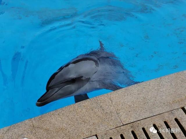 珠海长隆游玩攻略，珠海长隆游玩攻略图（带娃去珠海长隆该怎么玩）