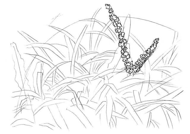 草的简笔画怎么画，草的简笔画怎么画 可爱拟人（超详细吉祥草钢笔画教程）