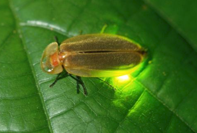 如果你不想被寄生虫感染的话，就请不要去捕捉萤火虫制造浪漫了！