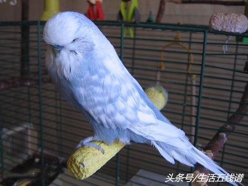 全身都黄绿色的鹦鹉是什么品种，全身都黄绿色的鹦鹉是什么品种的鹦鹉（虎皮鹦鹉的20个品类）