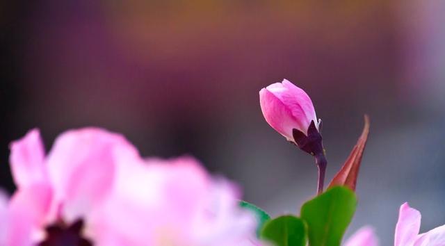 垂丝海棠花语是什么，垂丝海棠的含义（花语～垂丝海棠！）