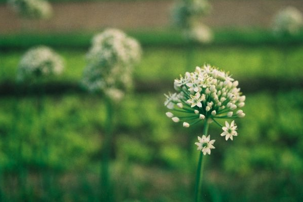 什么什么自若，成语 什么自若（《菜根谭》：遇事从容镇定）