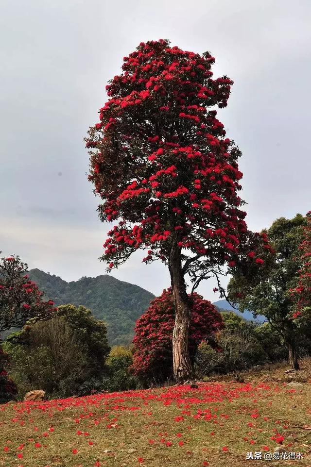 关于马缨杜鹃花，马缨杜鹃花下山桩（马缨杜鹃花的鉴赏以及栽培养护）
