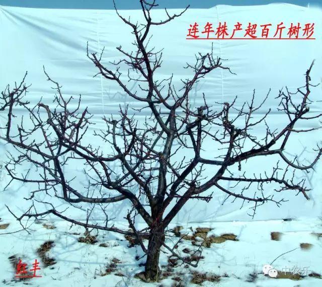 杏树最佳修剪时间，杏树最佳的冬剪时间