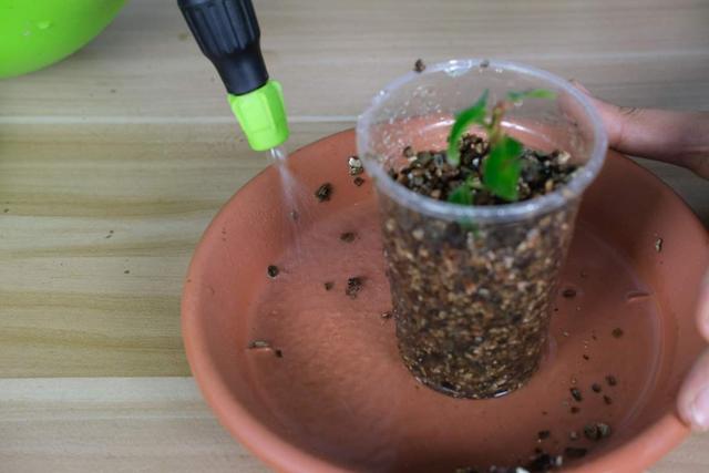 扦插的原理和特点有哪些，扦插的基本原理（教你两招扦插方法）