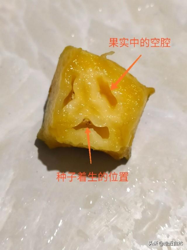 菠萝的种子是什么，菠萝的种子是什么?怎么种（菠萝是一个果实吗）