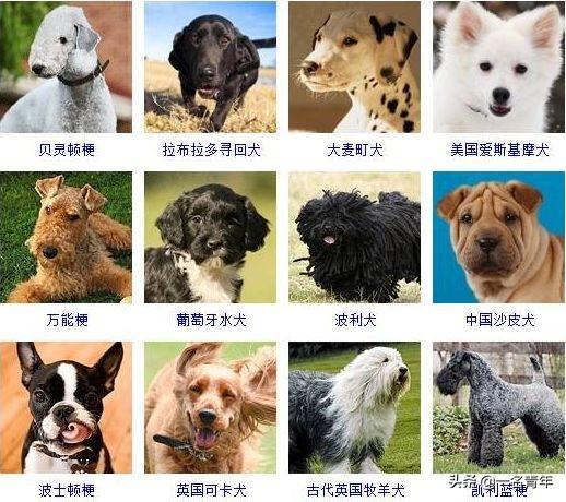 还不知道你家狗狗属于什么体型犬吗？几乎齐全了