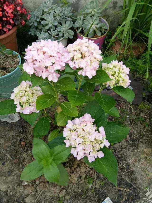 绣球花怎么修剪，锈球花如何修剪最好（买回来的绣球花不要着急修剪）