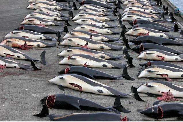 蓝鲸吃什么，蓝鲸为什么是哺乳动物（万物皆有灵：长达30多米）