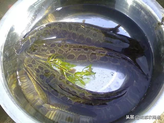 黑鱼养殖需要注意哪些要点，常见疾病该如何防治（黑鱼养殖的5大要点）