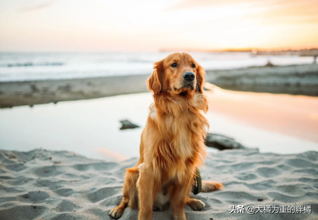 金毛犬的5个缺点，为何如今养它的人越来越少