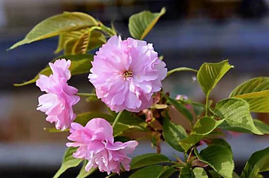 樱花是什么颜色，樱花有哪些品种和颜色（早樱、晚樱、垂枝樱、云南樱简介）