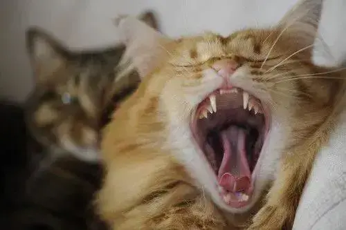 猫为什么不吃东西，猫为什么老是不吃东西是什么原因（猫咪厌食的几个原因你要了解一下）