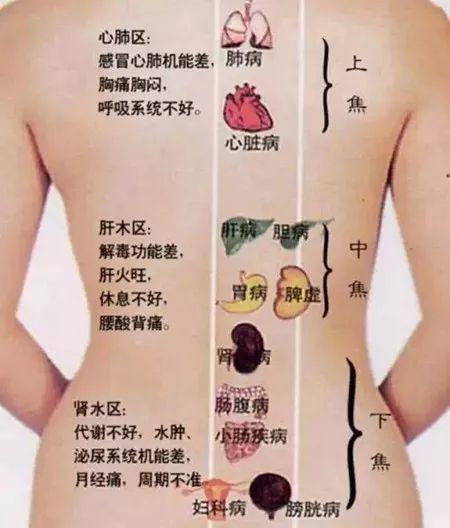 阳池的简易找法，阳池艾灸（搞懂了人体“三焦”）