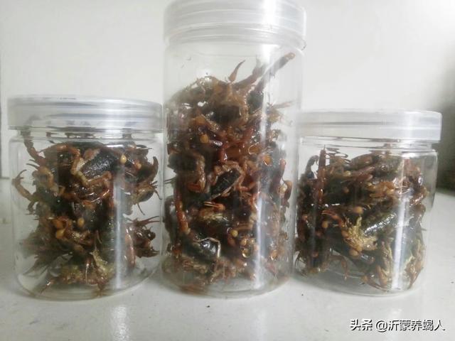 炸蝎子有没有毒，蝎子能直接炸吗（吃油炸蝎子需要注意了）