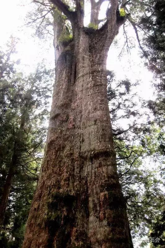 中国十大稀有珍贵名木，中国十大珍贵树种有哪些（中国十大千年古树欣赏）