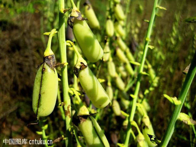 沙苑子的别名，沙苑子的功效与作用（中药材猪屎豆）