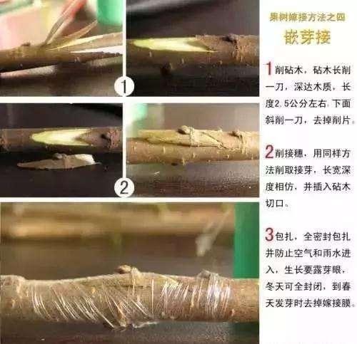 嫁接树苗的方法和技术，花木嫁接技术（关于苗木——几种常见果树的嫁接方法和时间介绍）