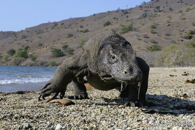 鳄鱼是两栖动物吗，扬子鳄是两栖动物吗（科莫多龙VS鳄鱼）