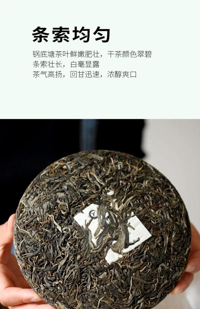梅子箐古树茶特点，梅子箐古树茶是生普吗（2021年爆火的梅子箐）