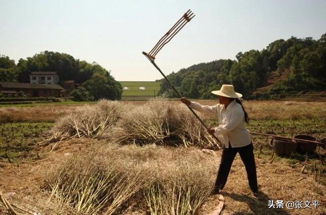 带康字的励志成语，带康字的成语100个（今天我们却写成“糠萝卜”）
