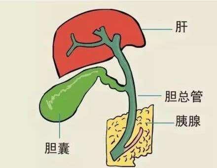 人的胆囊在什么部位，人的胆囊在什么部位图解（科普：胆囊是一个什么器官）